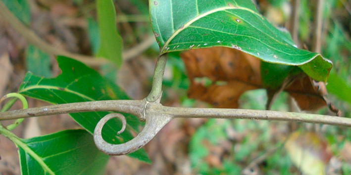 Pneumonia plantas fitoterapicos